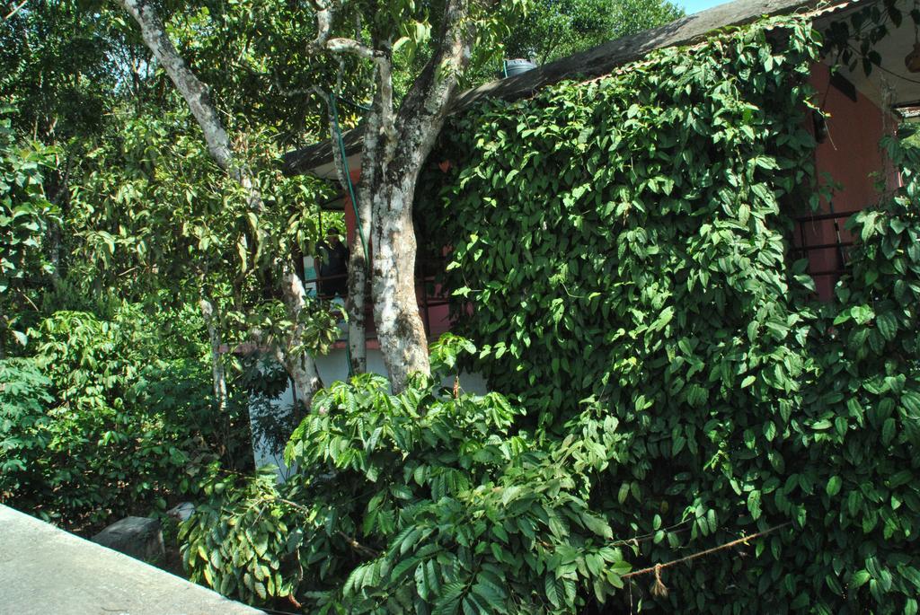 Jungleparadiso Homestay テッカディ エクステリア 写真