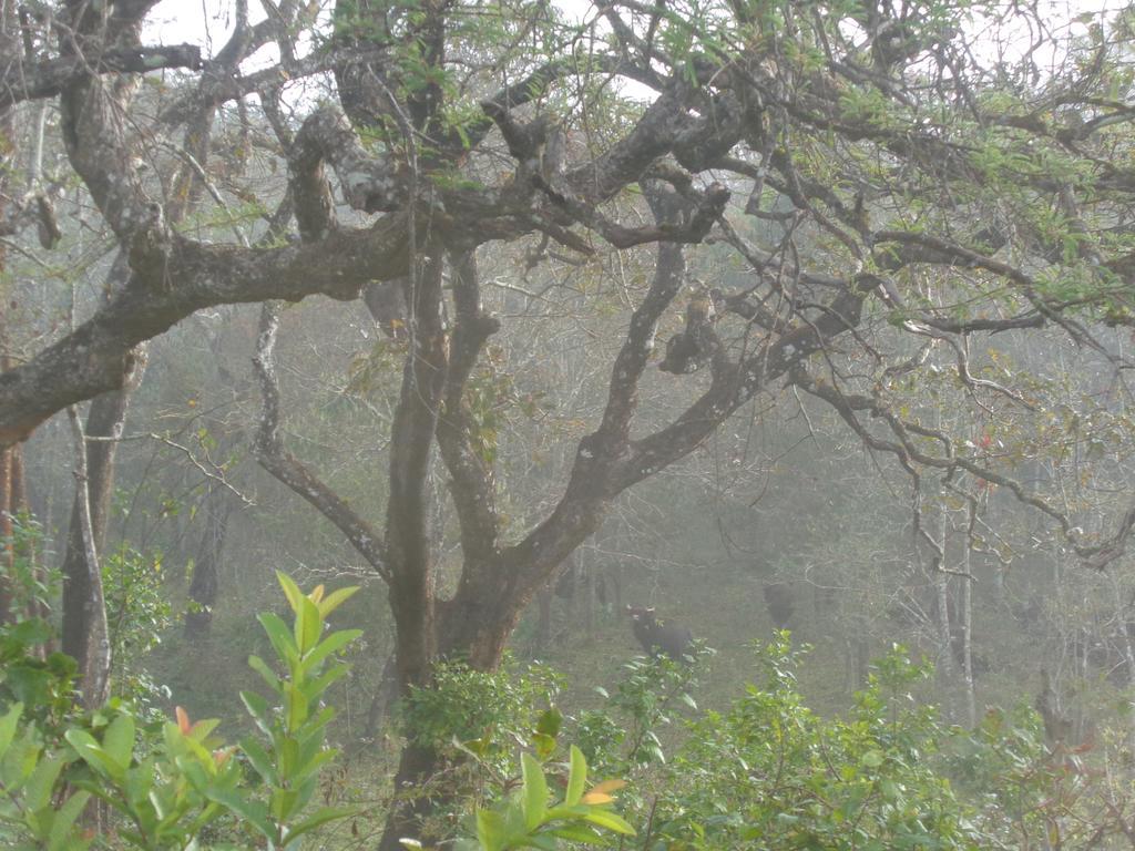 Jungleparadiso Homestay テッカディ エクステリア 写真