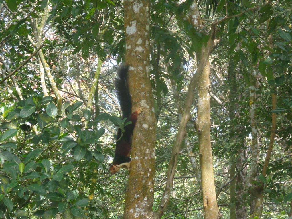 Jungleparadiso Homestay テッカディ エクステリア 写真