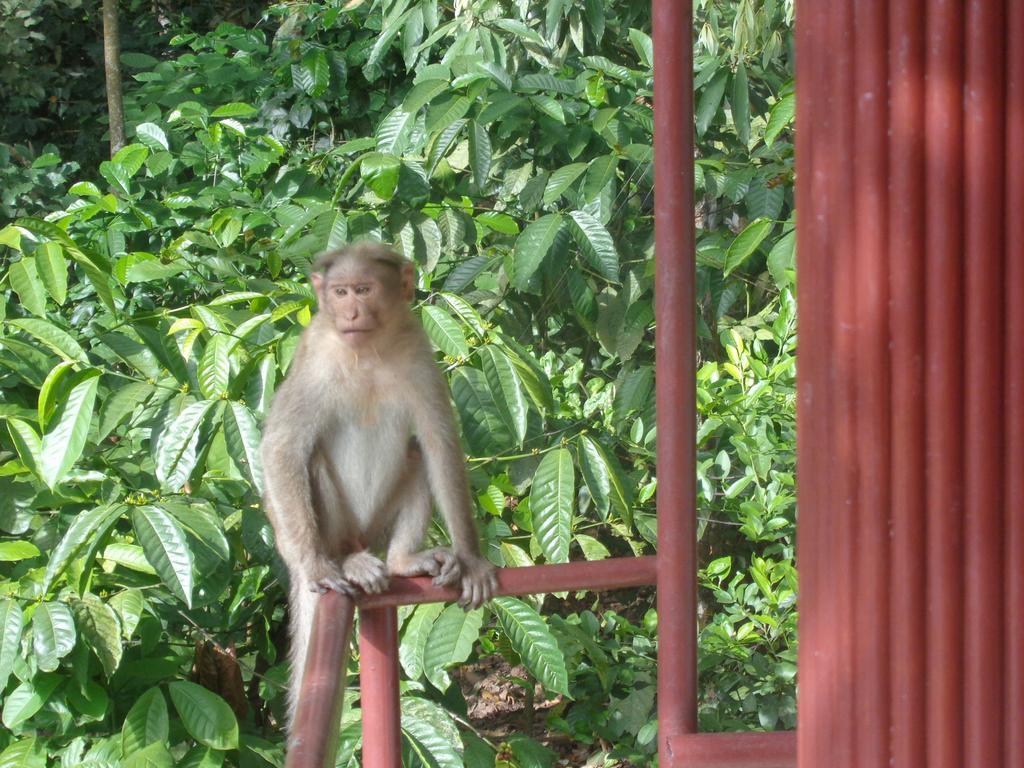 Jungleparadiso Homestay テッカディ エクステリア 写真